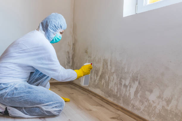 Licensed Mold Remediation service in Ponte Vedra, FL - 24 Hour Mold Removal